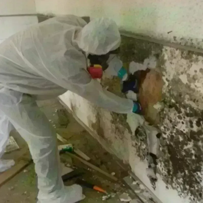 Mold Remediation and Removal in Goulds, FL